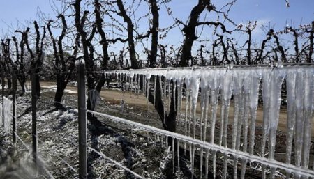 Afectarían al Valle de Uco: un pronóstico de heladas tardías enciende alarmas en la vid y los frutales