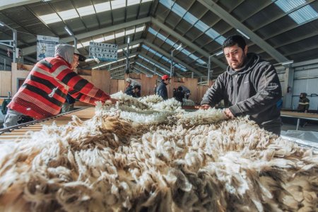 Familia Gallie: cuatro generaciones en la Patagonia y una ganadería ovina que aprendió a regenerarse 15 Procesamiento de fibras naturales en el campo Morro Chico de la familia Gallie en Santa Cruz Argentina. Credito Celine Frers