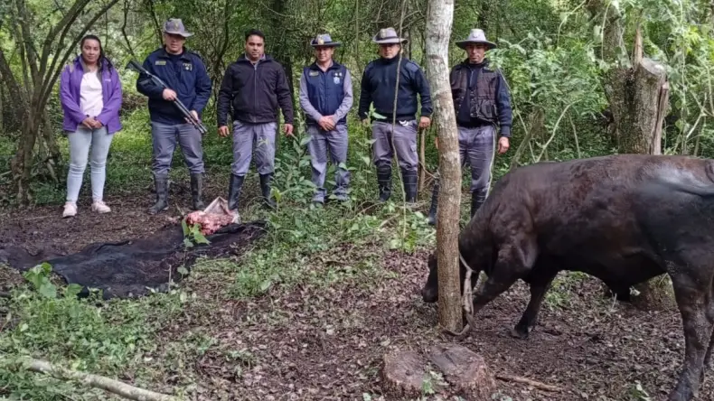 Presidencia de la Plaza: secuestraron 150 kilos de carne y 56 vacunos
